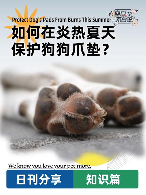 狗狗脚掌热是正常的吗,狗脚掌发烫的原因?-第3张图片-后鲨宠物 狗狗脚掌热是正常的吗,狗脚掌发烫的原因?-第3张图片-后鲨宠物