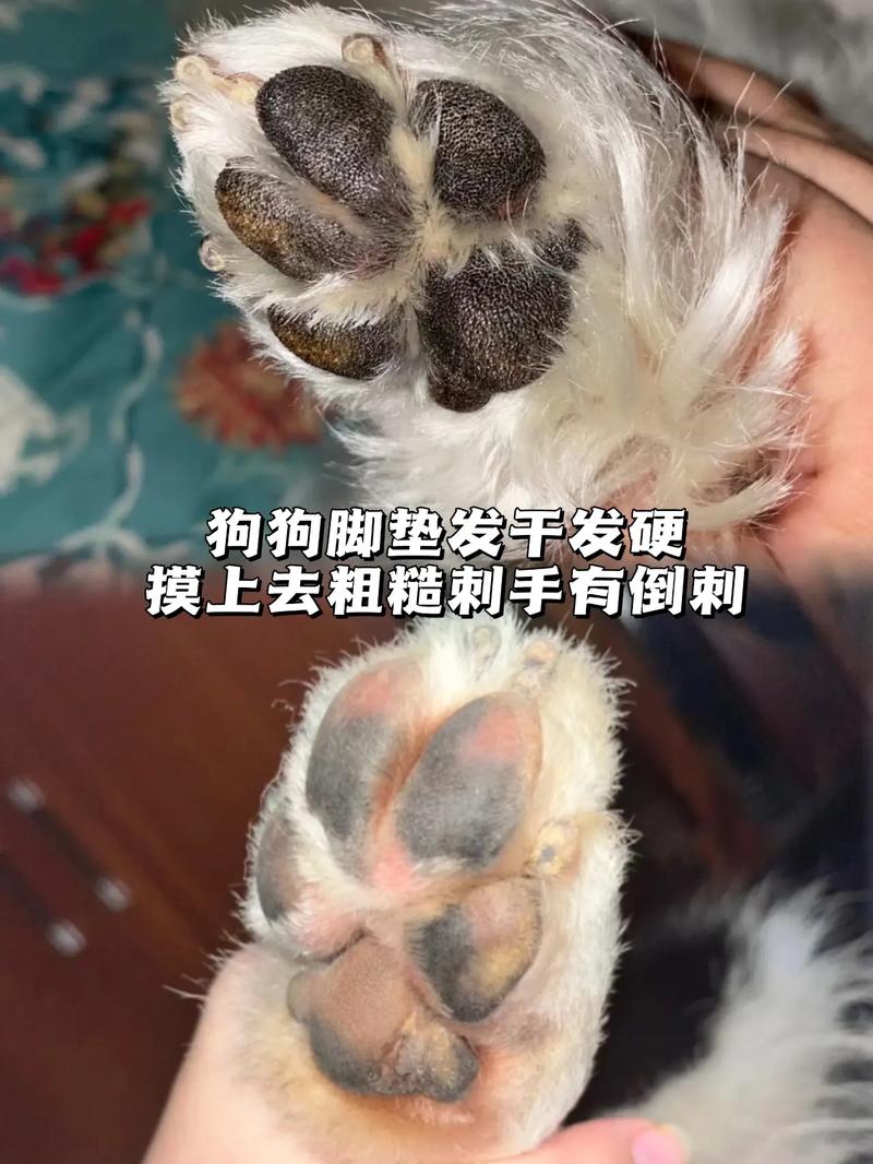 狗狗脚掌热是正常的吗,狗脚掌发烫的原因?-第6张图片-后鲨宠物 狗狗脚掌热是正常的吗,狗脚掌发烫的原因?-第6张图片-后鲨宠物