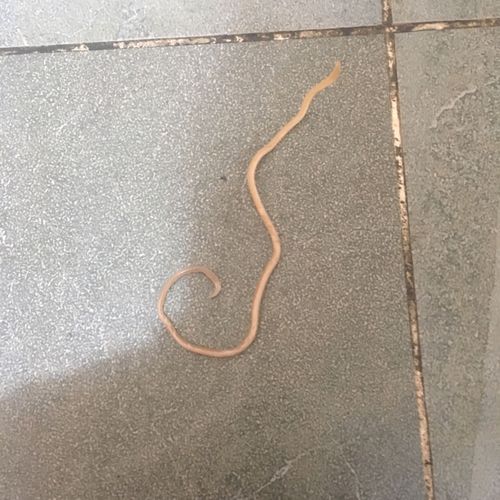 狗狗拉出虫子怎么办,狗狗拉出虫子怎么办呀-第3张图片-后鲨宠物 狗狗拉出虫子怎么办,狗狗拉出虫子怎么办呀-第3张图片-后鲨宠物