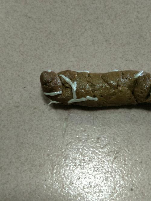 狗狗拉出虫子怎么办,狗狗拉出虫子怎么办呀-第2张图片-后鲨宠物 狗狗拉出虫子怎么办,狗狗拉出虫子怎么办呀-第2张图片-后鲨宠物