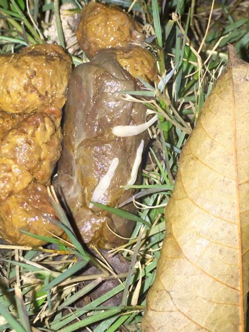 狗狗拉出虫子怎么办,狗狗拉出虫子怎么办呀-第4张图片-后鲨宠物 狗狗拉出虫子怎么办,狗狗拉出虫子怎么办呀-第4张图片-后鲨宠物