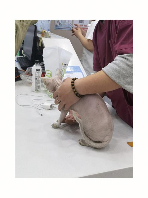 猫咪生化检查多少钱_猫咪生化检查500多贵吗-第5张图片-后鲨宠物 猫咪生化检查多少钱_猫咪生化检查500多贵吗-第5张图片-后鲨宠物