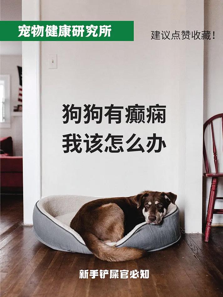 狗狗癫疯能活多久,狗狗癫疯后遗症?-第4张图片-后鲨宠物 狗狗癫疯能活多久,狗狗癫疯后遗症?-第4张图片-后鲨宠物