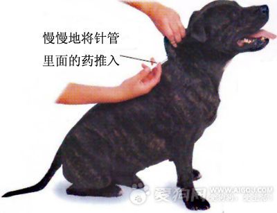 狗狗打针打哪个部位,狗狗打针打哪个部位图片-第6张图片-后鲨宠物 狗狗打针打哪个部位,狗狗打针打哪个部位图片-第6张图片-后鲨宠物