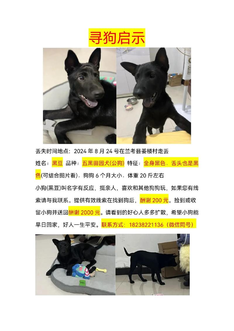 狗狗可以吃黑豆吗_狗狗能吃黑豆嘛-第2张图片-后鲨宠物 狗狗可以吃黑豆吗_狗狗能吃黑豆嘛-第2张图片-后鲨宠物