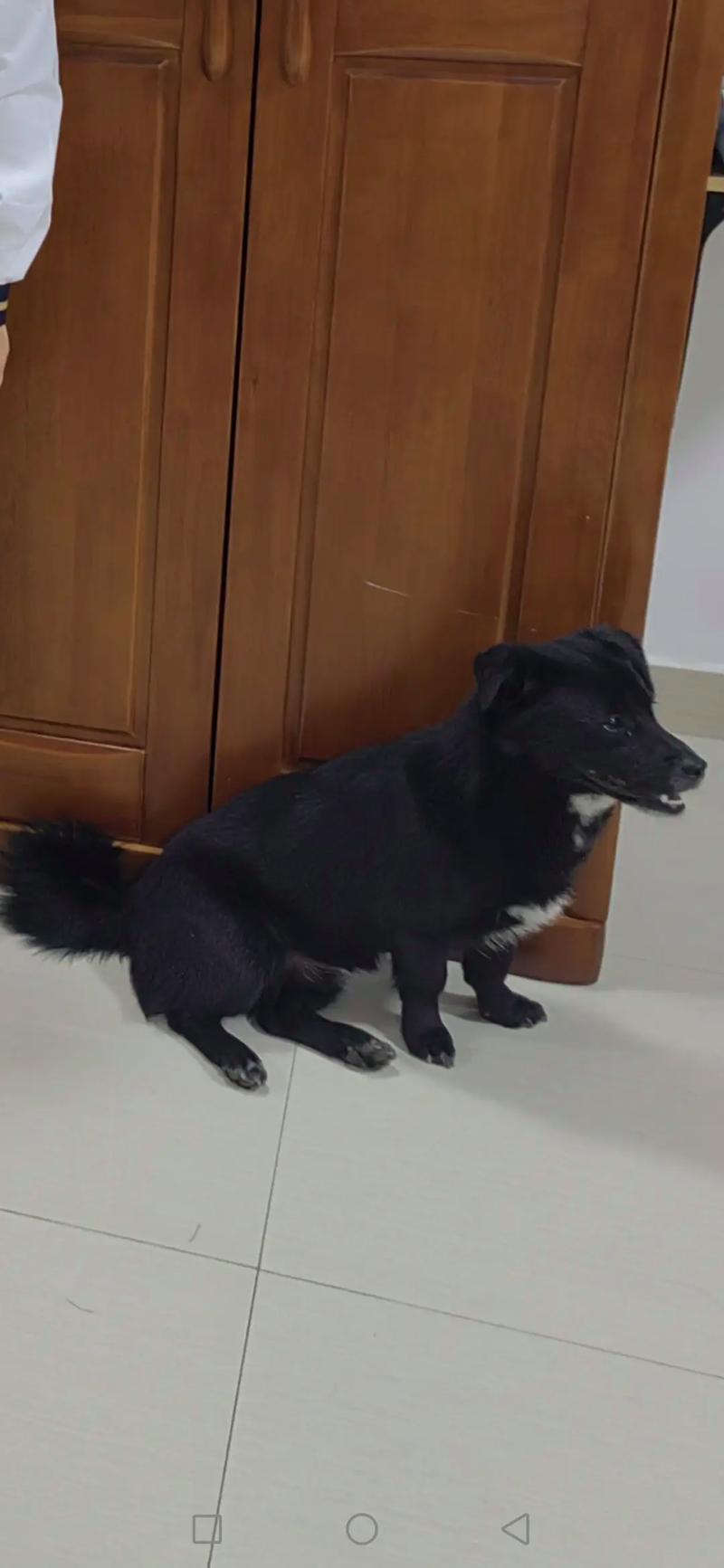 狗狗可以吃黑豆吗_狗狗能吃黑豆嘛-第6张图片-后鲨宠物 狗狗可以吃黑豆吗_狗狗能吃黑豆嘛-第6张图片-后鲨宠物