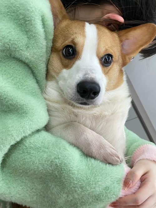 没钱给狗狗治病怎么办,没钱给狗狗治病怎么办呀-第3张图片-后鲨宠物 没钱给狗狗治病怎么办,没钱给狗狗治病怎么办呀-第3张图片-后鲨宠物