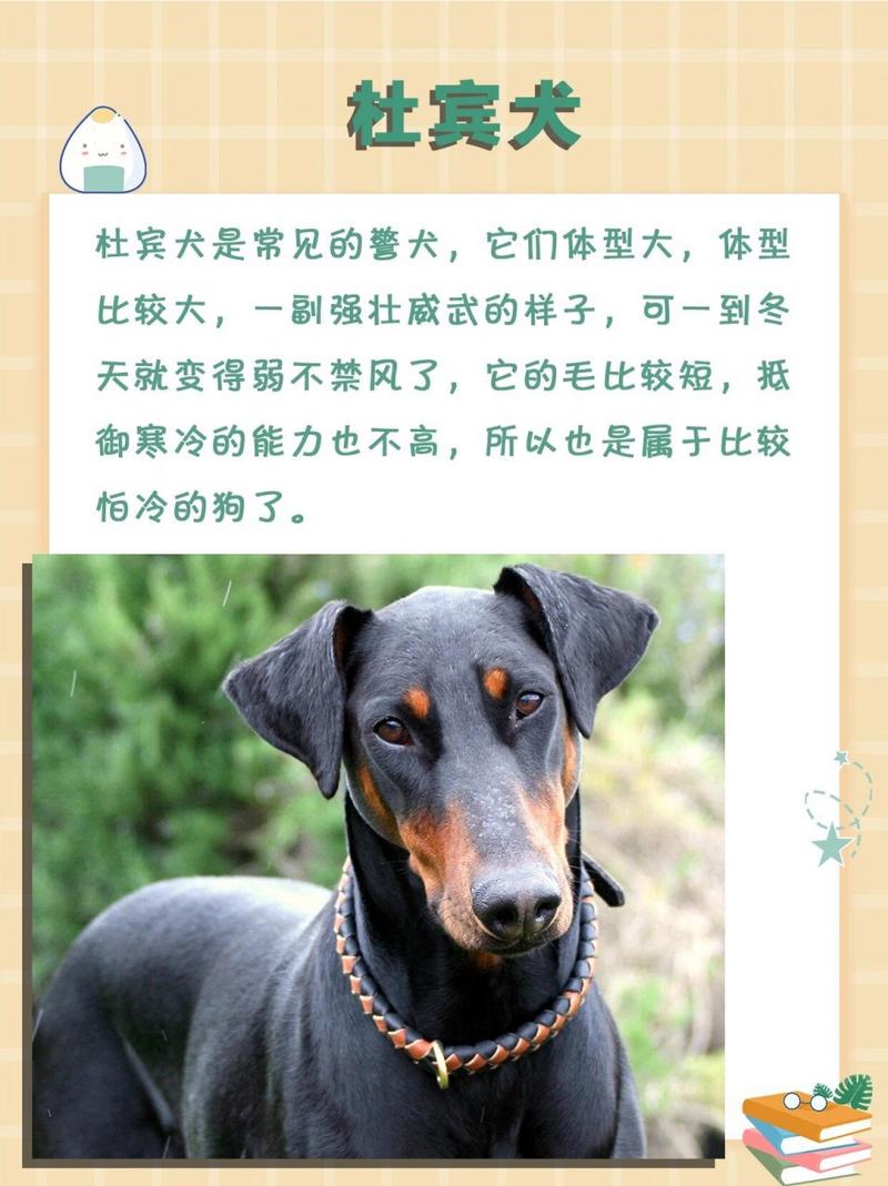 狗狗哪里最怕冷,狗子哪里最怕冷-第1张图片-后鲨宠物 狗狗哪里最怕冷,狗子哪里最怕冷-第1张图片-后鲨宠物