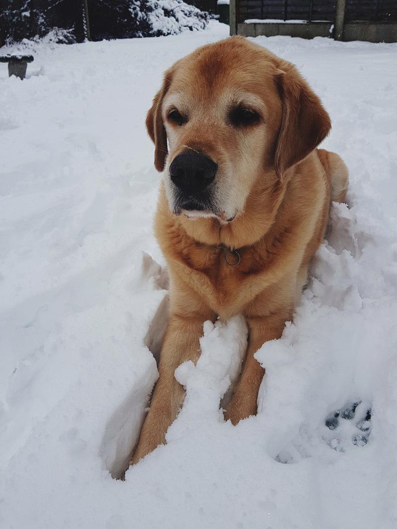 狗狗哪里最怕冷,狗子哪里最怕冷-第2张图片-后鲨宠物 狗狗哪里最怕冷,狗子哪里最怕冷-第2张图片-后鲨宠物
