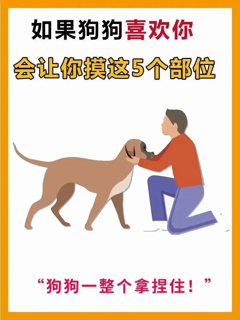 狗狗哪里最怕冷,狗子哪里最怕冷-第3张图片-后鲨宠物 狗狗哪里最怕冷,狗子哪里最怕冷-第3张图片-后鲨宠物