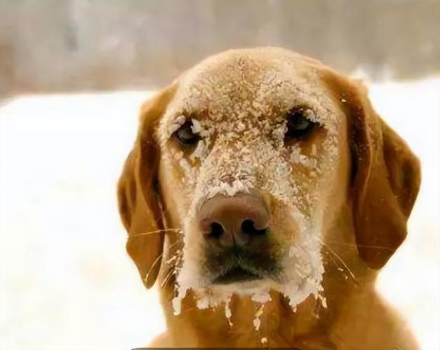 狗狗哪里最怕冷,狗子哪里最怕冷-第4张图片-后鲨宠物 狗狗哪里最怕冷,狗子哪里最怕冷-第4张图片-后鲨宠物