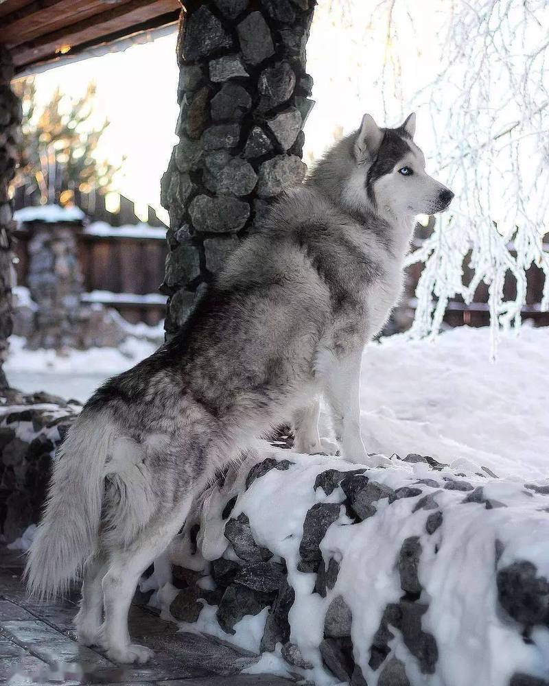 狗狗哪里最怕冷,狗子哪里最怕冷-第5张图片-后鲨宠物 狗狗哪里最怕冷,狗子哪里最怕冷-第5张图片-后鲨宠物