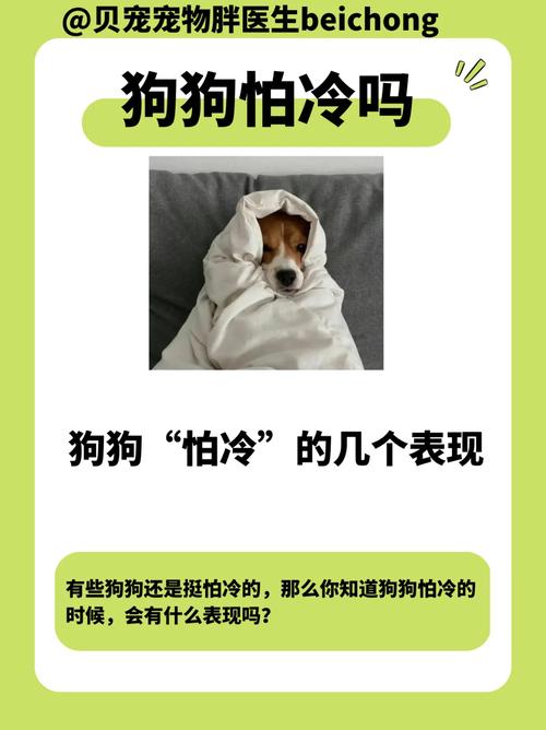 狗狗哪里最怕冷,狗子哪里最怕冷-第6张图片-后鲨宠物 狗狗哪里最怕冷,狗子哪里最怕冷-第6张图片-后鲨宠物