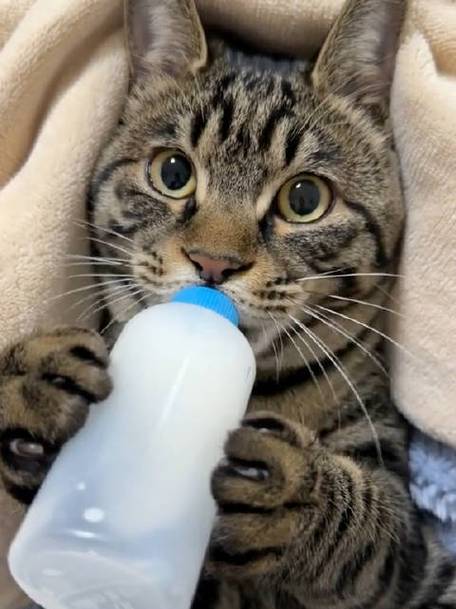  猫咪可以喝什么奶，小奶猫吃什么食物比较好-第5张图片-后鲨宠物