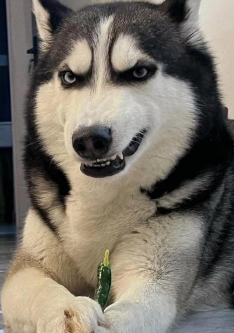 狗狗可以吃辣吗,狗可以吃辣的吗-第3张图片-后鲨宠物 狗狗可以吃辣吗,狗可以吃辣的吗-第3张图片-后鲨宠物