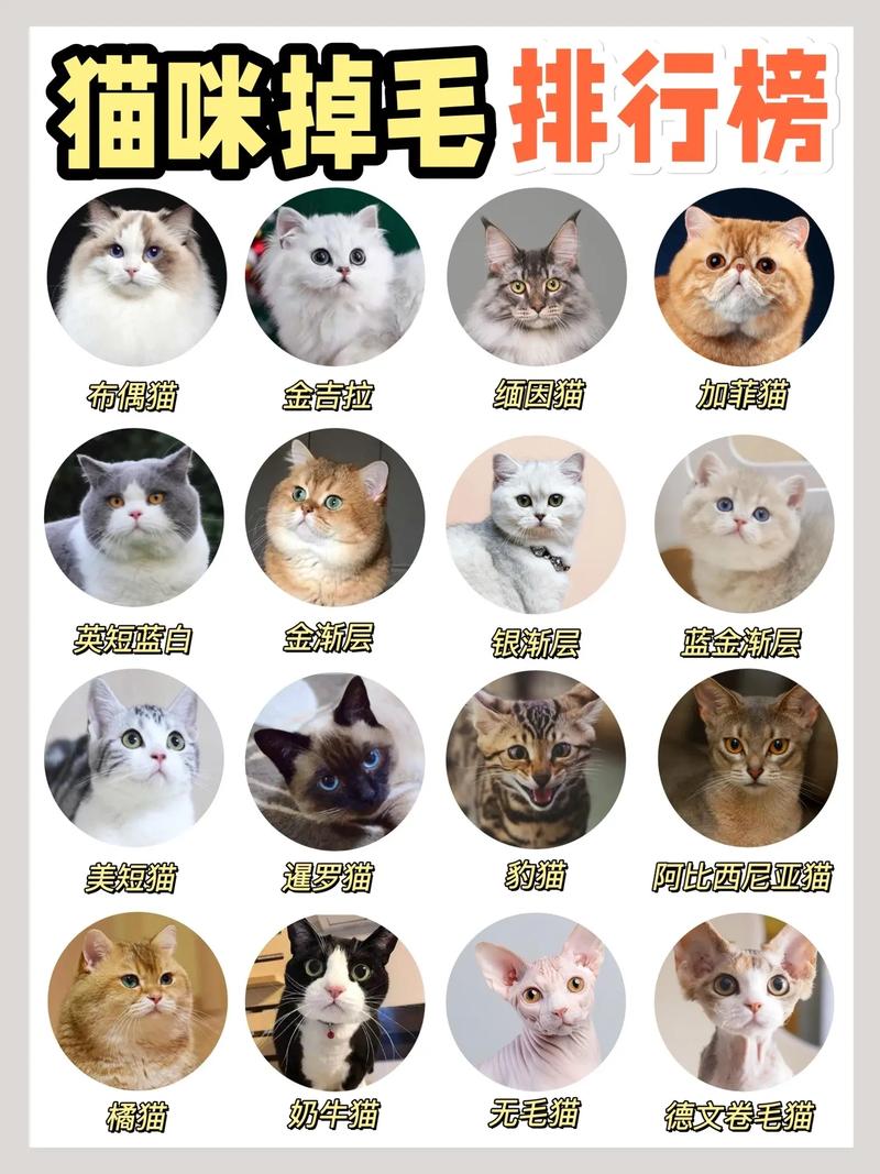 怎样防止猫咪掉毛,怎样防止猫咪掉毛严重?-第3张图片-后鲨宠物 怎样防止猫咪掉毛,怎样防止猫咪掉毛严重?-第3张图片-后鲨宠物