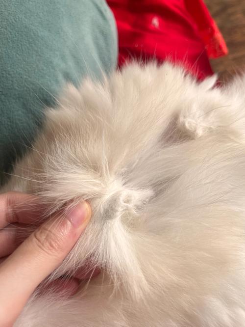 猫咪毛毛结块怎么办_猫咪毛结块了怎么办-第3张图片-后鲨宠物 猫咪毛毛结块怎么办_猫咪毛结块了怎么办-第3张图片-后鲨宠物