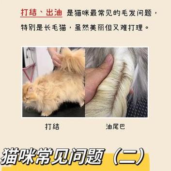 猫咪毛毛结块怎么办_猫咪毛结块了怎么办-第5张图片-后鲨宠物 猫咪毛毛结块怎么办_猫咪毛结块了怎么办-第5张图片-后鲨宠物