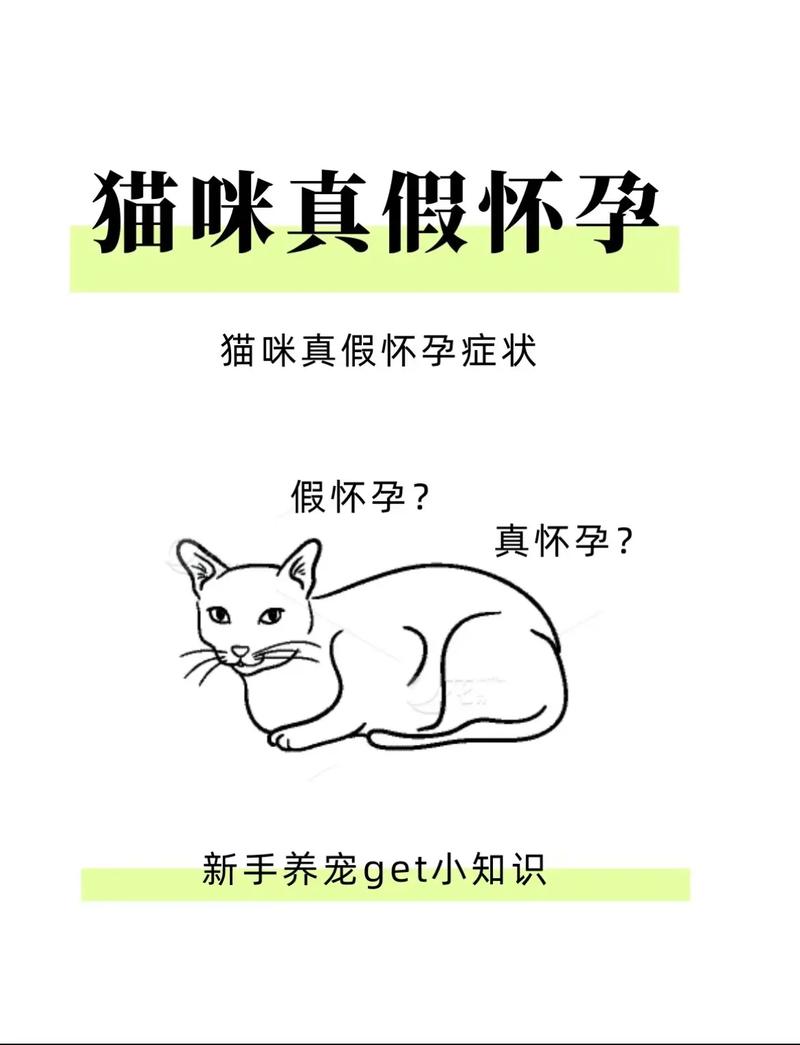 猫咪多大能怀孕,猫咪多大怀孕比较好-第1张图片-后鲨宠物 猫咪多大能怀孕,猫咪多大怀孕比较好-第1张图片-后鲨宠物