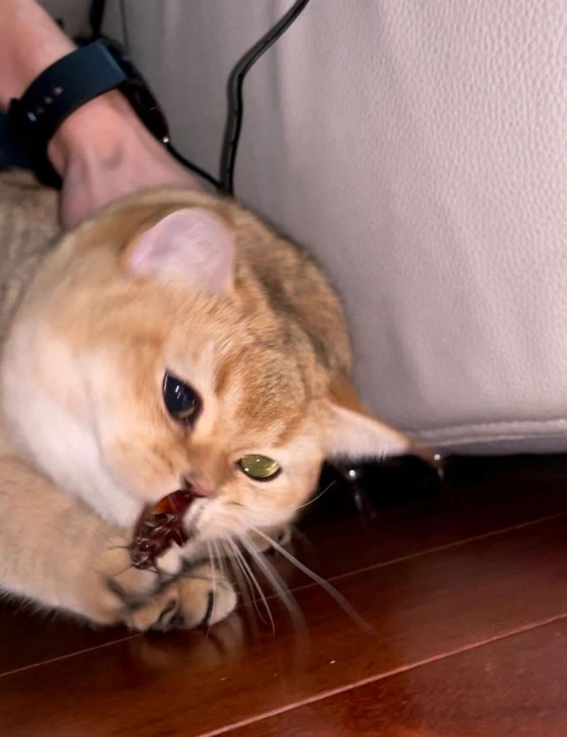 猫咪为什么喜欢吃蟑螂_猫咪为什么喜欢吃蟑螂药-第2张图片-后鲨宠物