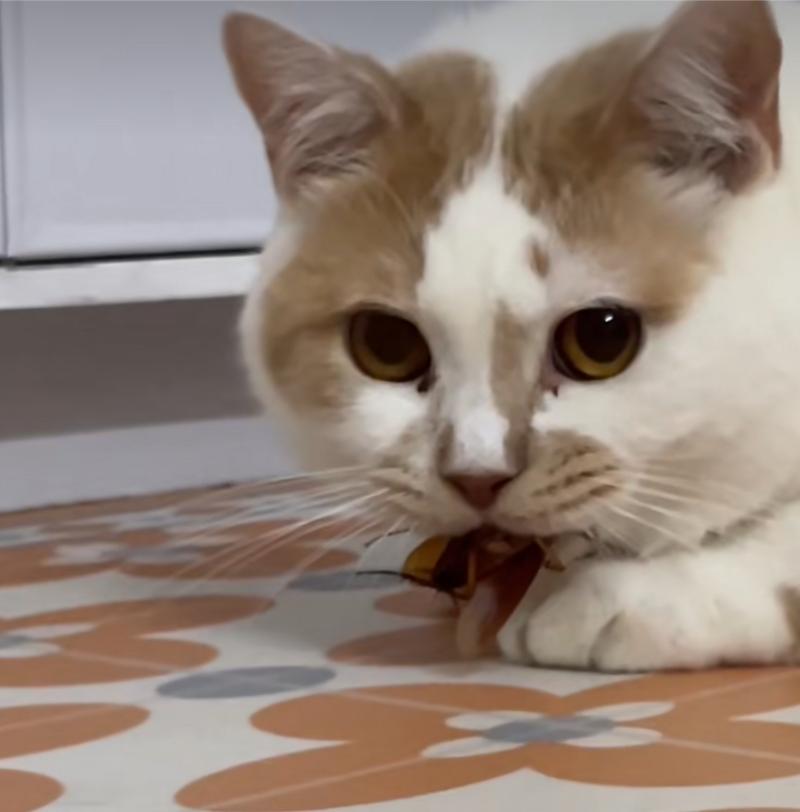 猫咪为什么喜欢吃蟑螂_猫咪为什么喜欢吃蟑螂药-第3张图片-后鲨宠物