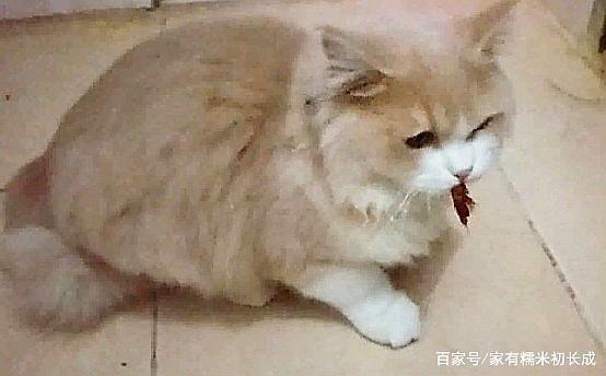 猫咪为什么喜欢吃蟑螂_猫咪为什么喜欢吃蟑螂药-第4张图片-后鲨宠物