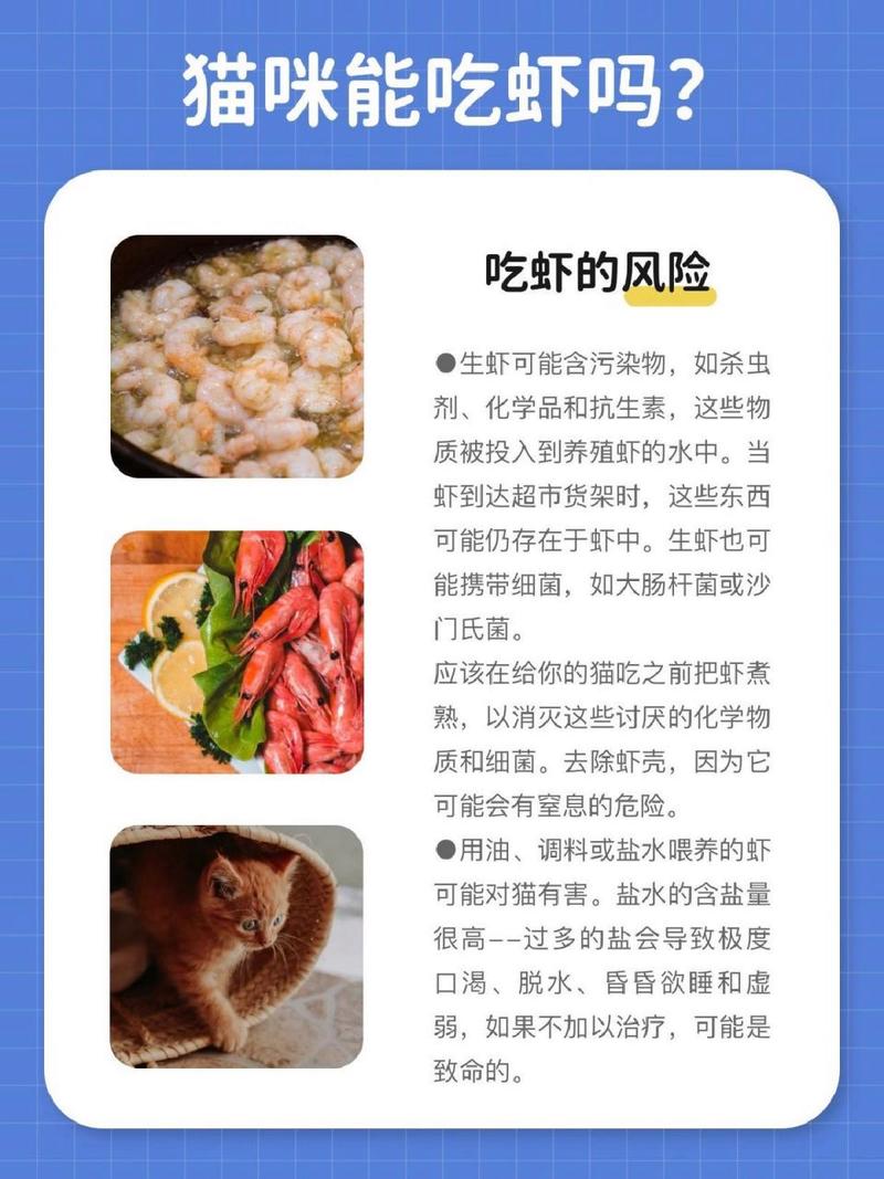 猫咪吃虾好不好，猫咪吃虾好不好吃？-第5张图片-后鲨宠物