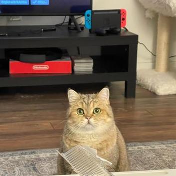 猫咪能吃花生吗_猫咪能吃花生吗?-第3张图片-后鲨宠物