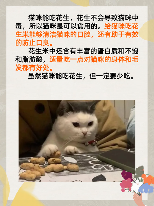 猫咪能吃花生吗_猫咪能吃花生吗?-第5张图片-后鲨宠物