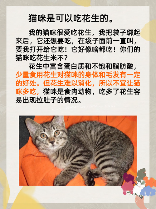 猫咪能吃花生吗_猫咪能吃花生吗?-第4张图片-后鲨宠物