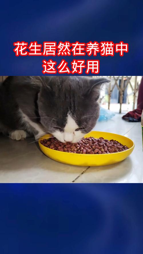 猫咪能吃花生吗_猫咪能吃花生吗?-第6张图片-后鲨宠物