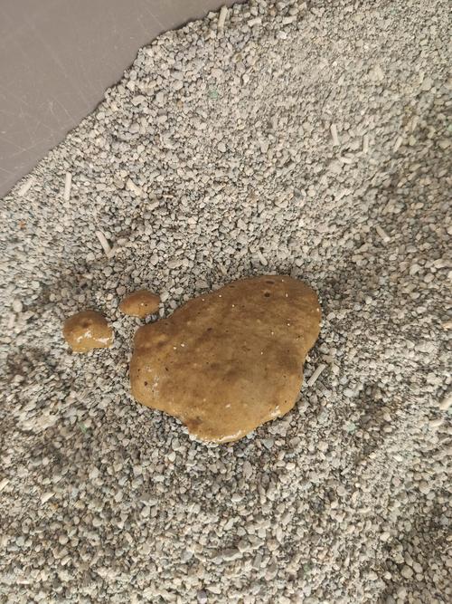 猫咪拉稀精神不好_猫咪拉稀精神不好不吃东西-第4张图片-后鲨宠物 猫咪拉稀精神不好_猫咪拉稀精神不好不吃东西-第4张图片-后鲨宠物