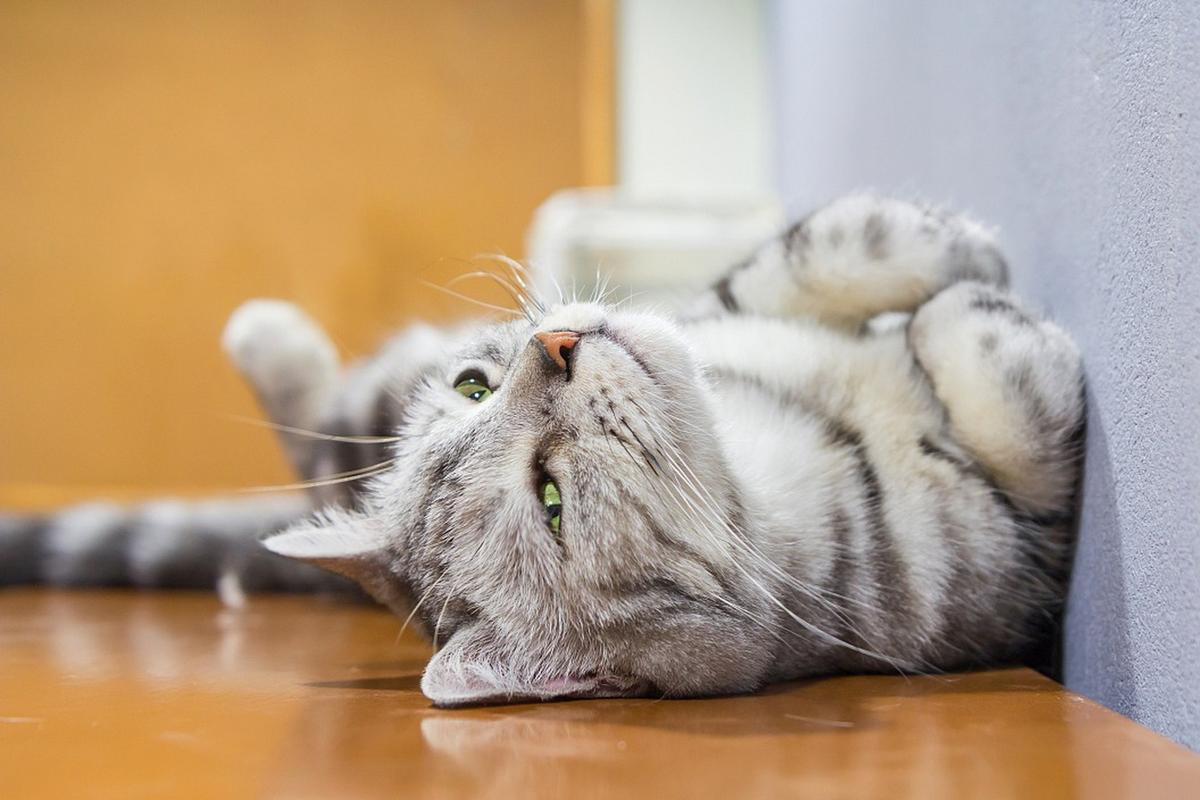 猫咪为什么在地上打滚_猫咪为什么在地上打滚的原因