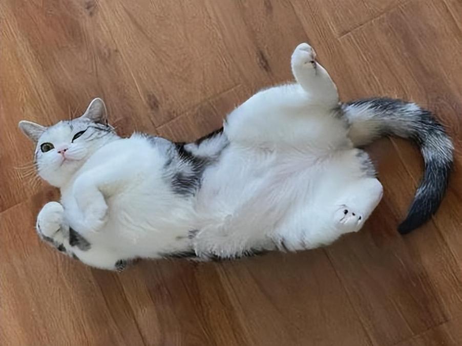 猫咪为什么在地上打滚_猫咪为什么在地上打滚的原因-第2张图片-后鲨宠物 猫咪为什么在地上打滚_猫咪为什么在地上打滚的原因-第2张图片-后鲨宠物