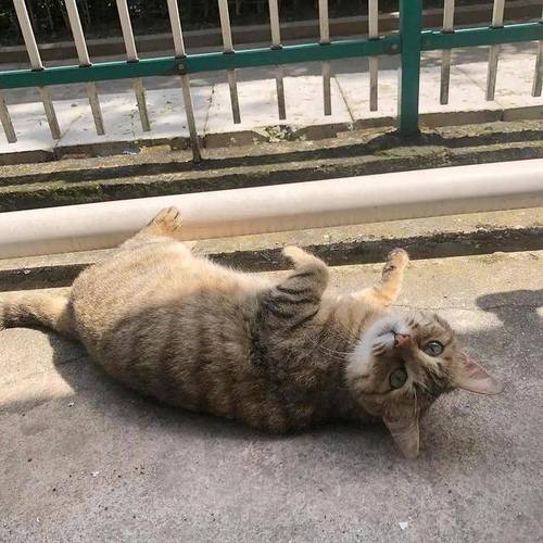 猫咪为什么在地上打滚_猫咪为什么在地上打滚的原因-第3张图片-后鲨宠物 猫咪为什么在地上打滚_猫咪为什么在地上打滚的原因-第3张图片-后鲨宠物