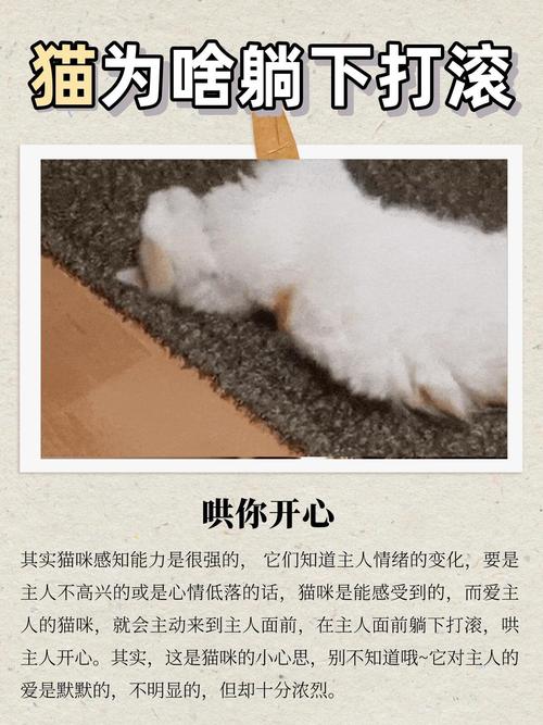 猫咪为什么在地上打滚_猫咪为什么在地上打滚的原因-第5张图片-后鲨宠物 猫咪为什么在地上打滚_猫咪为什么在地上打滚的原因-第5张图片-后鲨宠物