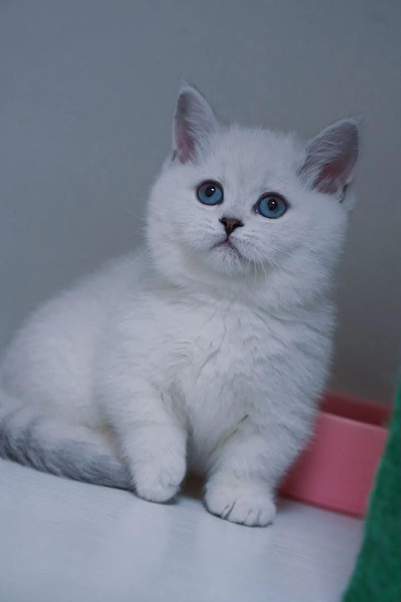  蓝眼睛猫咪是什么品种，一只蓝眼睛一只黄眼睛的白猫