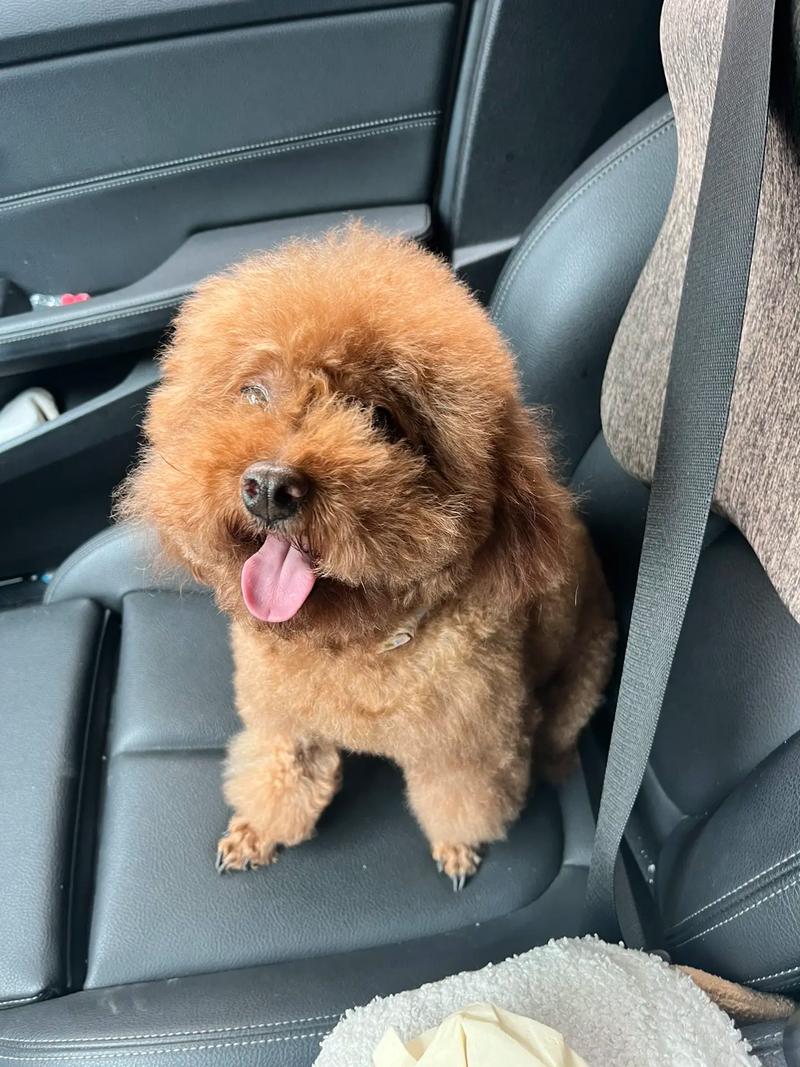 顺丰快递寄狗狗多少钱,顺丰快递寄狗狗多少钱一条?-第4张图片-后鲨宠物 顺丰快递寄狗狗多少钱,顺丰快递寄狗狗多少钱一条?-第4张图片-后鲨宠物