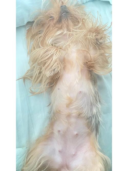 狗狗怀孕五十天症状,狗狗怀孕五十天的症状?-第2张图片-后鲨宠物 狗狗怀孕五十天症状,狗狗怀孕五十天的症状?-第2张图片-后鲨宠物