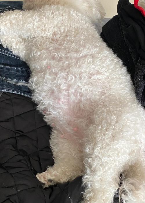 狗狗怀孕五十天症状，狗狗怀孕五十天的症状？