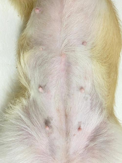 狗狗怀孕五十天症状,狗狗怀孕五十天的症状?-第3张图片-后鲨宠物 狗狗怀孕五十天症状,狗狗怀孕五十天的症状?-第3张图片-后鲨宠物