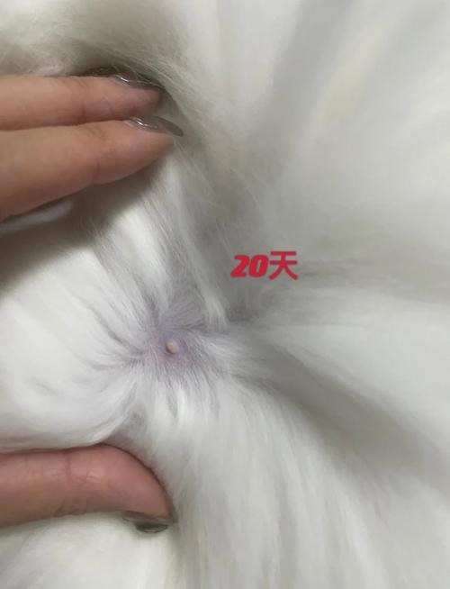  猫咪多大能配种，猫咪多大可以配崽-第4张图片-后鲨宠物