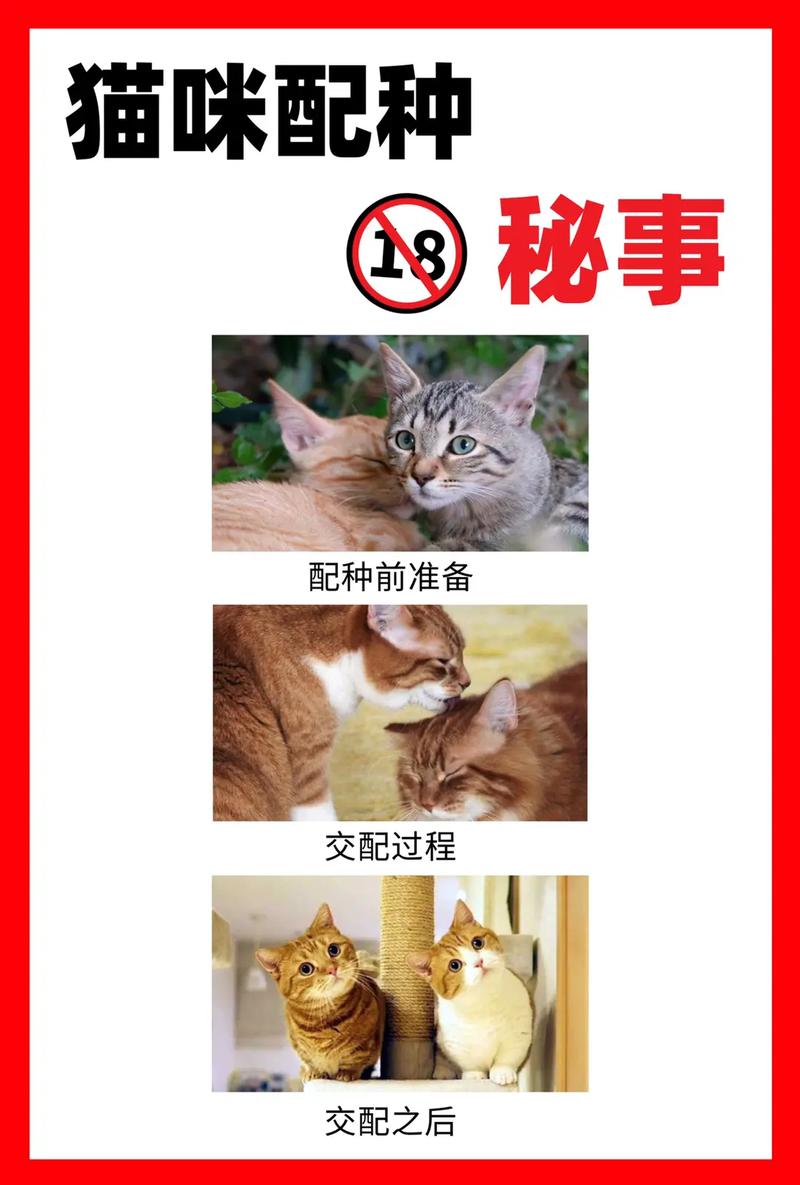  猫咪多大能配种，猫咪多大可以配崽-第5张图片-后鲨宠物