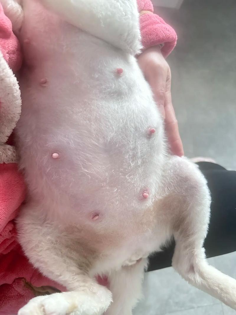  猫咪多大能配种，猫咪多大可以配崽-第6张图片-后鲨宠物