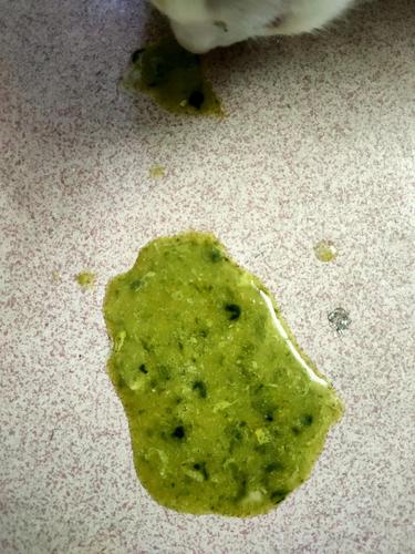 猫咪拉绿色的屎,猫咪拉绿色的屎是怎么回事?-第3张图片-后鲨宠物 猫咪拉绿色的屎,猫咪拉绿色的屎是怎么回事?-第3张图片-后鲨宠物