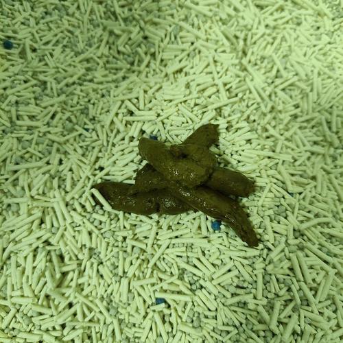 猫咪拉绿色的屎,猫咪拉绿色的屎是怎么回事?-第2张图片-后鲨宠物 猫咪拉绿色的屎,猫咪拉绿色的屎是怎么回事?-第2张图片-后鲨宠物