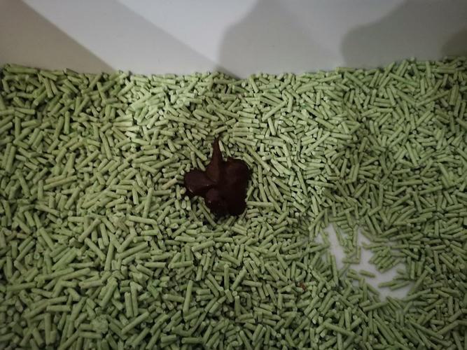 猫咪拉绿色的屎,猫咪拉绿色的屎是怎么回事?-第5张图片-后鲨宠物 猫咪拉绿色的屎,猫咪拉绿色的屎是怎么回事?-第5张图片-后鲨宠物