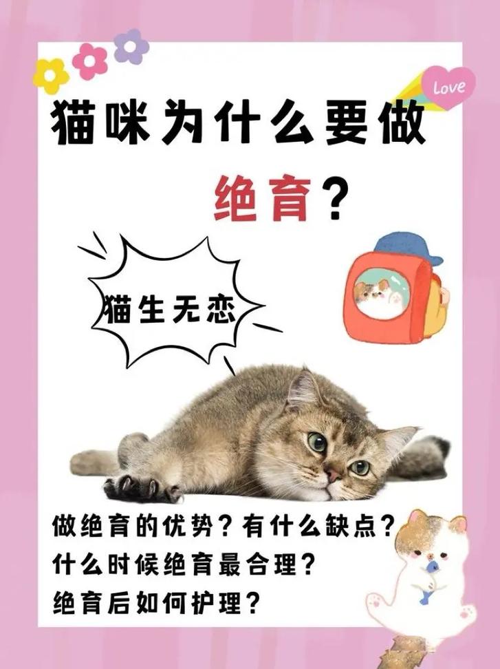 猫咪为什么绝育,猫咪为什么绝育后还发情-第6张图片-后鲨宠物 猫咪为什么绝育,猫咪为什么绝育后还发情-第6张图片-后鲨宠物