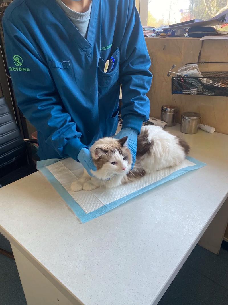 猫咪骨折吃什么药,猫咪骨折吃什么药止痛-第4张图片-后鲨宠物 猫咪骨折吃什么药,猫咪骨折吃什么药止痛-第4张图片-后鲨宠物