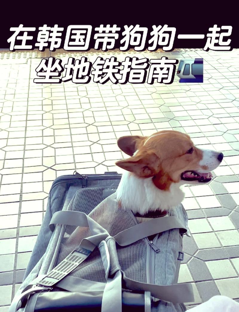 狗狗可以上地铁吗_狗狗可以上地铁吗广州